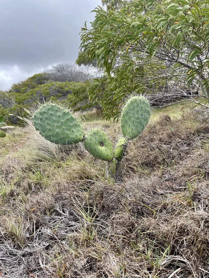 Cactus at Koai&rsquo;a Tree Sanctuary